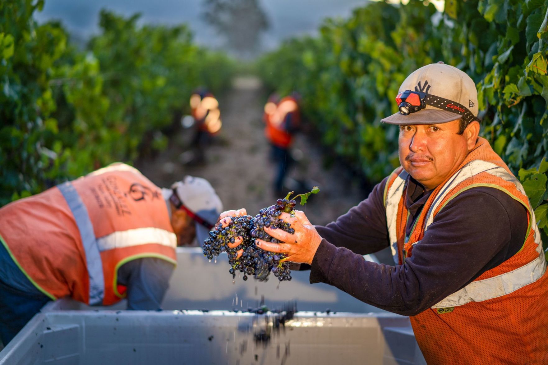 Harvesting Pinot Noir grapes at Rogers vineyard